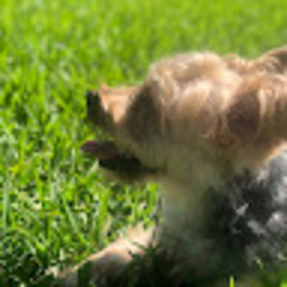 Meet your Posher, Samantha - Picture 1 of 1